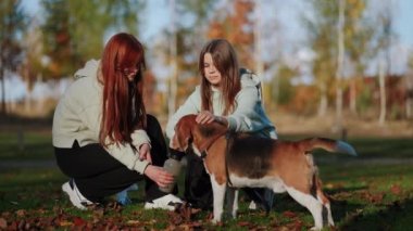 Köpek ormanda aktif bir yürüyüşten sonra su içer. Susuzluk giderici. Gençler evcil hayvanlarını gezdiriyorlar. İnanılmaz yakışıklı erkek Beagle cinsi. Parkta sonbahar yürüyüşü. Hayvan bakımı konsepti.