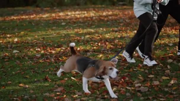 Close Dog Running Leash Two Teenagers Autumn Park Incredible Sight — Stock Video