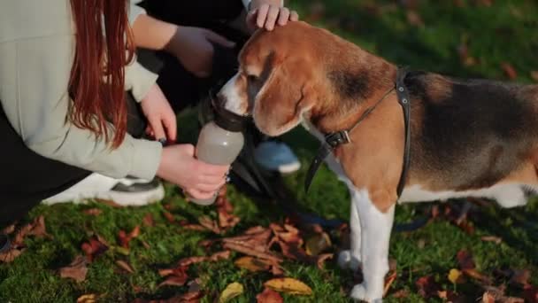 Nach Einem Aktiven Spaziergang Geben Die Mädchen Ihrem Haustier Wasser — Stockvideo