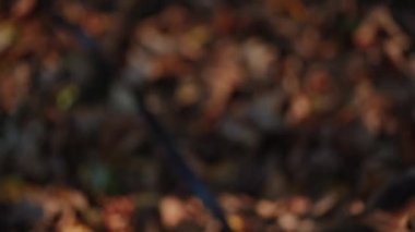 Yakışıklı genç bir erkek Beagle sahibinin ricasını yerine getiriyor. Hayvan eğitimi konusunda iyi bir kavram. Sonbahar mevsimi çerçevede özel bir atmosfer sağlar. Yakın plan.