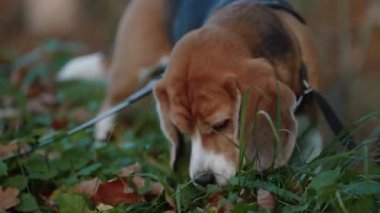 Bir köpek yürürken ot yer. Parkta yürüyüş yapan yakışıklı bir Beagle erkeği. Yakın plan. Ağır çekim