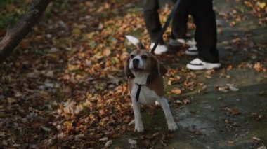 Çok aktif ve enerjik bir köpek sahibinin elinden kaçmak ister, köpek kameraya doğru havlar. Yakışıklı bir Beagle erkeği Parkta günlük yürüyüş.