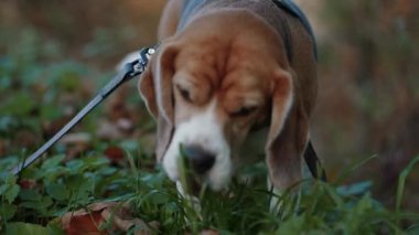 Bir köpek yürürken ot yer. Parkta yürüyüş yapan yakışıklı bir Beagle erkeği. Yakın plan..