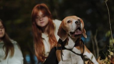 Köpekle akşam yürüyüşü. Köpek ormanın kokusundan hoşlanıyor, arka planda kızlar sohbet ediyorlar. Evcil hayvan sevgisi konusunda harika bir kavram. Yakın plan.. 
