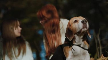 Köpekle akşam yürüyüşü. Küçük bir durak. Köpek ormanın kokusundan hoşlanıyor, arka planda kızlar sohbet ediyorlar. Evcil hayvan sevgisi konusunda harika bir kavram..