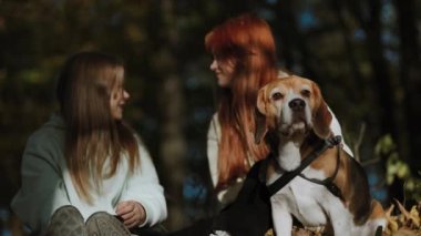 Safkan bir erkek Beagle iki güzel kızla birlikte oturuyor. Şirket aktif bir yürüyüşten sonra mola vermeye karar verdi. Kızlar birbiriyle konuşur ve köpeği okşar..