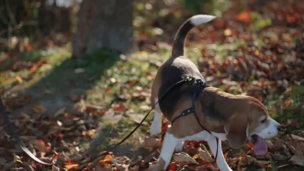 Ein Hund Der Leine Geht Neben Seinem Besitzer Verschiedene Richtungen — Stockvideo
