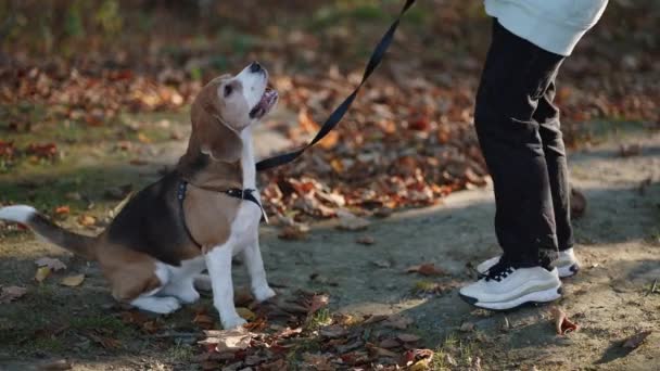 Ein Hübscher Junger Beagle Rüde Gibt Der Bitte Seines Besitzers — Stockvideo