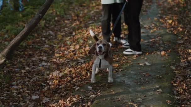 Ένα Πολύ Δραστήριο Και Δραστήριο Σκυλί Θέλει Ξεφύγει Από Χέρια — Αρχείο Βίντεο