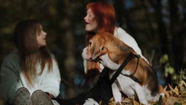 Ένα Καθαρόαιμο Αρσενικό Beagle Ακούει Προσεκτικά Συζήτηση Δύο Εφήβων Κοριτσιών — Αρχείο Βίντεο