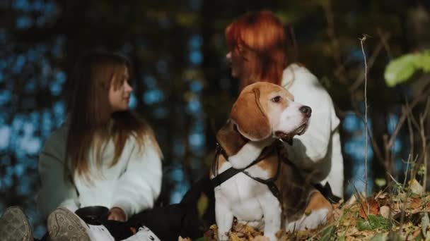 Дуже Красива Собака Компанії Сестер Відпочиває Лісі Після Активної Прогулянки — стокове відео