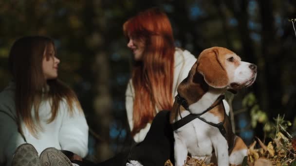 Čistokrevný Samec Beagle Sedí Společnosti Dvou Krásných Dívek Společnost Rozhodla — Stock video