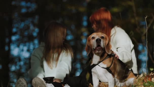 Bardzo Piękny Pies Towarzystwie Sióstr Odpoczywa Lesie Aktywnym Spacerze Pies — Wideo stockowe