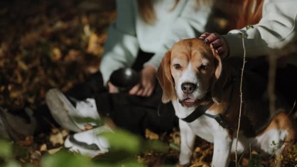 Las Adolescentes Sientan Bosque Con Perro Miran Cabeza Ambiente Increíblemente — Vídeos de Stock