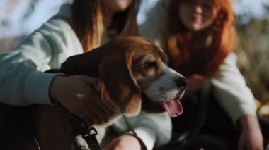 İnanılmaz yakışıklı bir erkek Beagle aktif bir yürüyüşten sonra dili dışarıda oturur. Genç kızlar arka planda oturup sohbet ediyor ve evcil hayvanlarını okşuyor. Yakın plan..