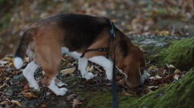 Safkan bir erkeğin yakın çekimi var. Ormanda bir yürüyüş. Köpek bir iz bulmaya çalışıyor. Etkin kamera çekimi.