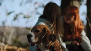 Köpek oturuyor ve doğanın kokusunu kokluyor, arka planda iki genç kız duygusal bir konuşma yapıyor. Sonbahar renk paleti özellikle sıcak ve dramatik bir hava verir.