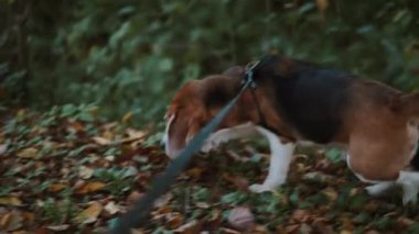 Yürüyüşe çıkmış safkan bir köpek. Köpek izleri takip eder ve sahibine ormanda yol gösterir. Etkin kamera çekimi.
