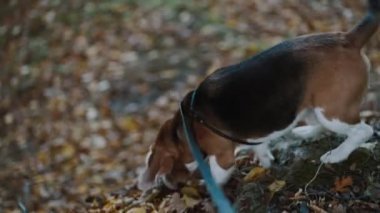 Ormanda bir yürüyüş. Köpek bir iz bulmaya çalışıyor. Köpek bir iz bulmaya çalışıyor. Etkin kamera çekimi.