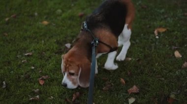 Yürüyüşe çıkmış safkan bir erkek av köpeğinin yakın çekimi. Tasmayı tutan köpeğin sahibinin gözlerinden çıkan görüntü. Ormanın kenarında bir yürüyüş..