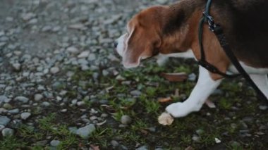 Yürüyüşe çıkmış safkan bir erkek av köpeğinin yakın çekimi. Güzel ve sevimli bir köpek dağ yolunda yürüyor..
