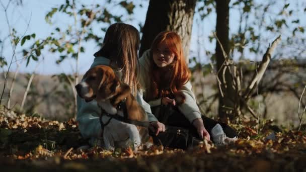 犬と散歩した後は少し休憩 少女たちは黄色い赤い葉で覆われた地面に座り お互いに感情的にコミュニケーションをとり 犬は座って周りを見回します — ストック動画