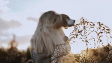 Kız, en sevdiği köpeğiyle yürüyüş yaparken ona sarılırken güzel vakit geçiriyor. Batan güneşin ışınları bir sonbahar günü için inanılmaz bir atmosfer yaratır. Hayvanlar için aşk teması kavramı.