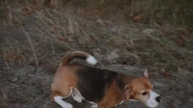 Hızlandıktan sonra, köpek siperden atlamaya çalışır, sıçrayış başarısızlıkla taçlanır ve köpek bir çukura düşer. Komik bir ana benziyor, köpeğe bir şey olmamış..