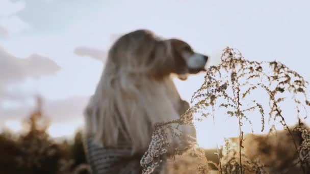 Дівчина Приємно Проводить Час Прогулянці Своїм Улюбленим Собакою Обіймаючи Його — стокове відео