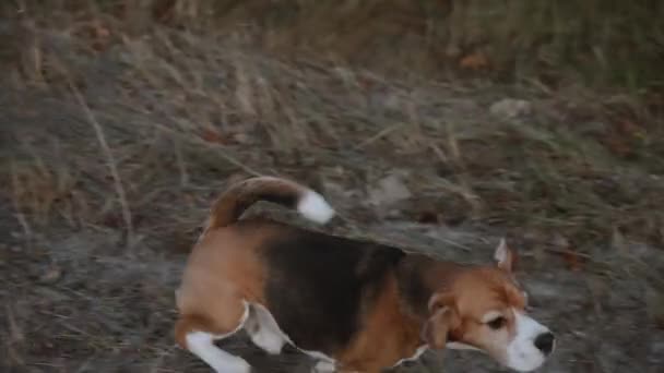 Uzyskawszy Szybkość Pies Próbuje Przeskoczyć Przez Rów Skok Uwieńczony Jest — Wideo stockowe