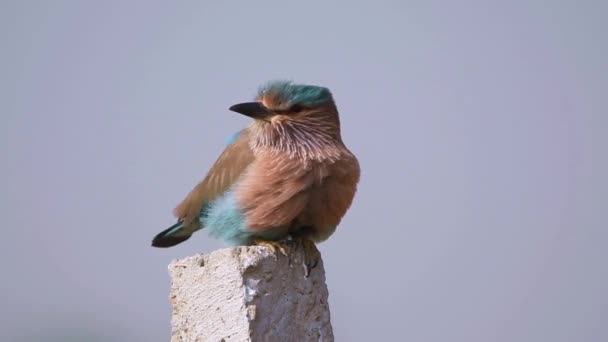 Indian Roller Coracias Benghalensis Member Coraciidae Family Observed Desert National — Stock Video