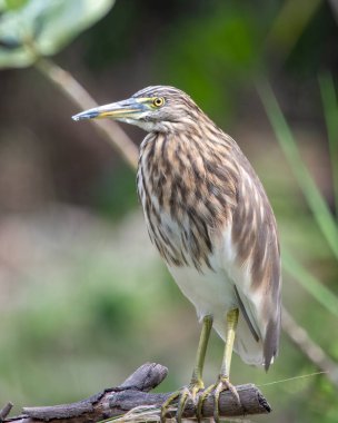 Hindistan 'da Hampi, Karnataka, Hindistan' da Hindistan balıkçıl veya Paddybird veya Ardeola grayii gözlemlendi.