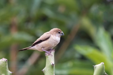 Hint gümüşgagası veya beyaz boğazlı munia Euodice malabarica Hindistan 'ın Karnataka kentindeki Hampi' de gözlendi.