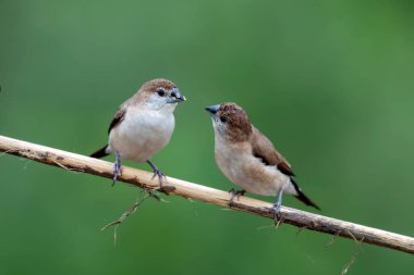 Hint gümüşgagası veya beyaz boğazlı munia Euodice malabarica Hindistan 'ın Karnataka kentindeki Hampi' de gözlendi.