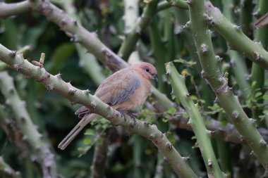 Gülen güvercin veya Spilopelia Senegalensis Hindistan, Karnataka Hampi 'de gözlemledi