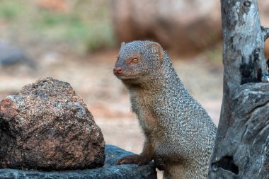 Indian grey mongoose Urva edwardsii observed in Hampi in Karnataka in India