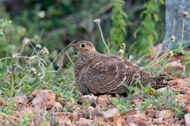 Painted sandgrouse or Pterocles indicus observed in Hampi in Karnataka in India