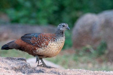 Painted spurfowl or Galloperdix lunulata observed in Hampi in Karnataka in India