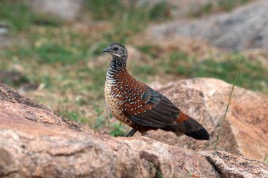 Painted spurfowl or Galloperdix lunulata observed in Hampi in Karnataka in India