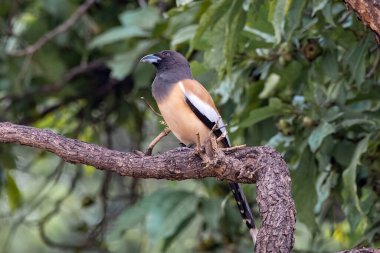 Rufous treepie Dendrocitta vagabunda, a native to the Indian Subcontinent, observed in Hampi in Karnataka, India