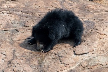 Sloth bear or Melursus ursinus feeding at the Slot Bear sanctuary near Hampi in Karnataka, India