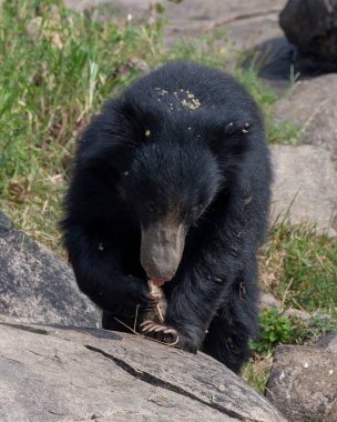 Sloth bear or Melursus ursinus feeding at the Slot Bear sanctuary near Hampi in Karnataka, India