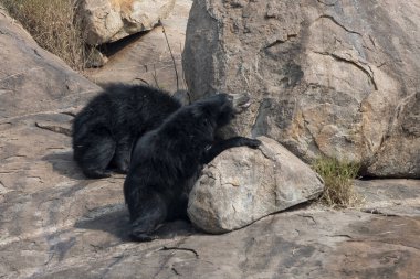 Sloth bear or Melursus ursinus feeding at the Slot Bear sanctuary near Hampi in Karnataka, India