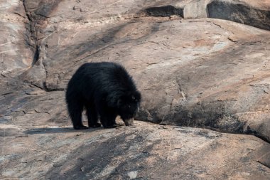 Sloth bear or Melursus ursinus feeding at the Slot Bear sanctuary near Hampi in Karnataka, India