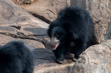 Sloth bear or Melursus ursinus feeding at the Slot Bear sanctuary near Hampi in Karnataka, India