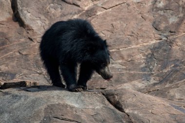 Sloth bear or Melursus ursinus feeding at the Slot Bear sanctuary near Hampi in Karnataka, India