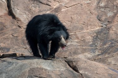 Sloth bear or Melursus ursinus feeding at the Slot Bear sanctuary near Hampi in Karnataka, India