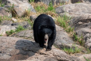 Sloth bear or Melursus ursinus feeding at the Slot Bear sanctuary near Hampi in Karnataka, India