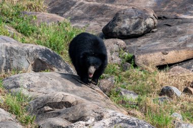 Sloth bear or Melursus ursinus feeding at the Slot Bear sanctuary near Hampi in Karnataka, India