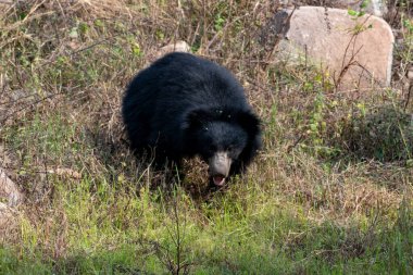 Sloth bear or Melursus ursinus feeding at the Slot Bear sanctuary near Hampi in Karnataka, India